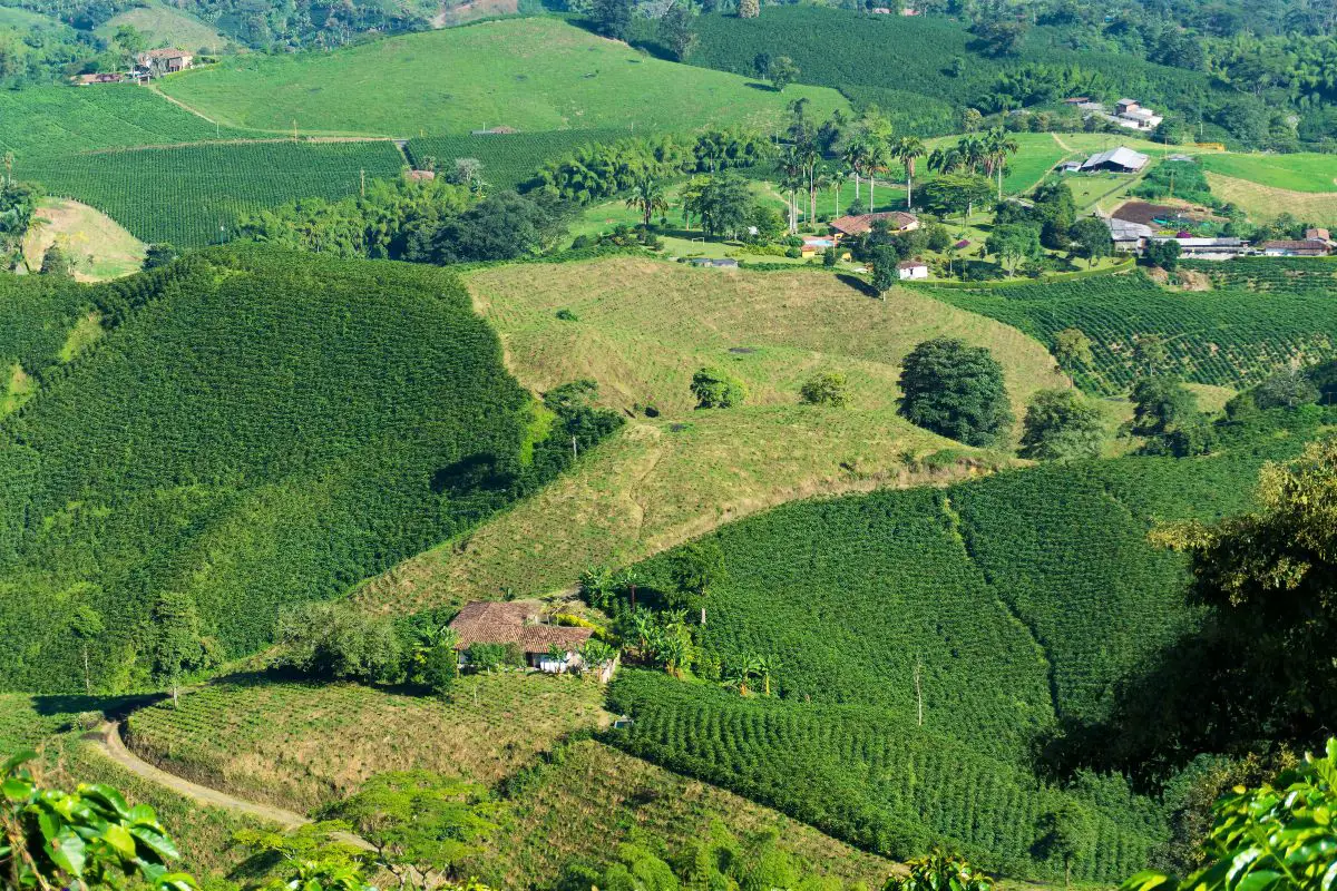 coffee plantations colonial latin America