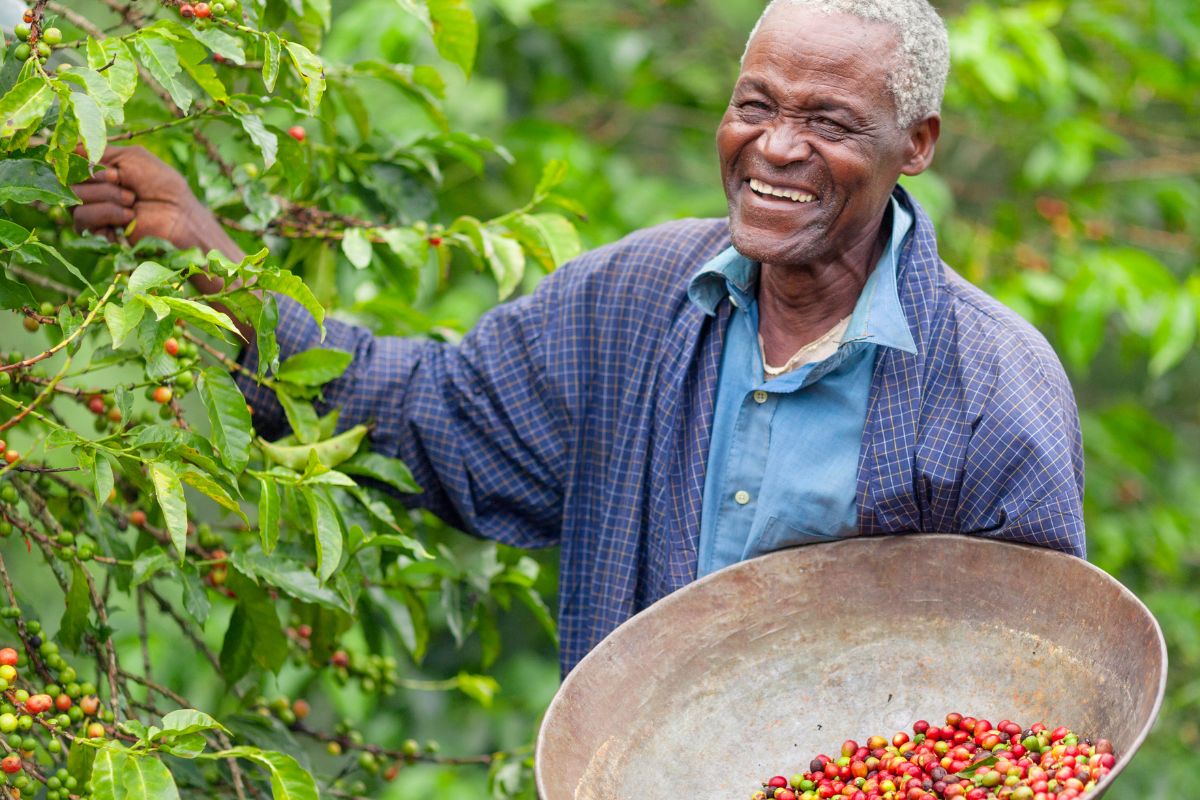 coffee plantations fair trade