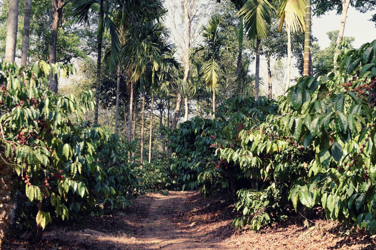 coffee plantations fight for independence