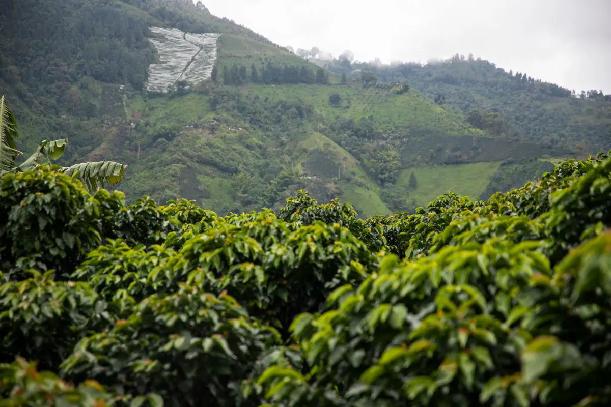 coffee plantations impact
