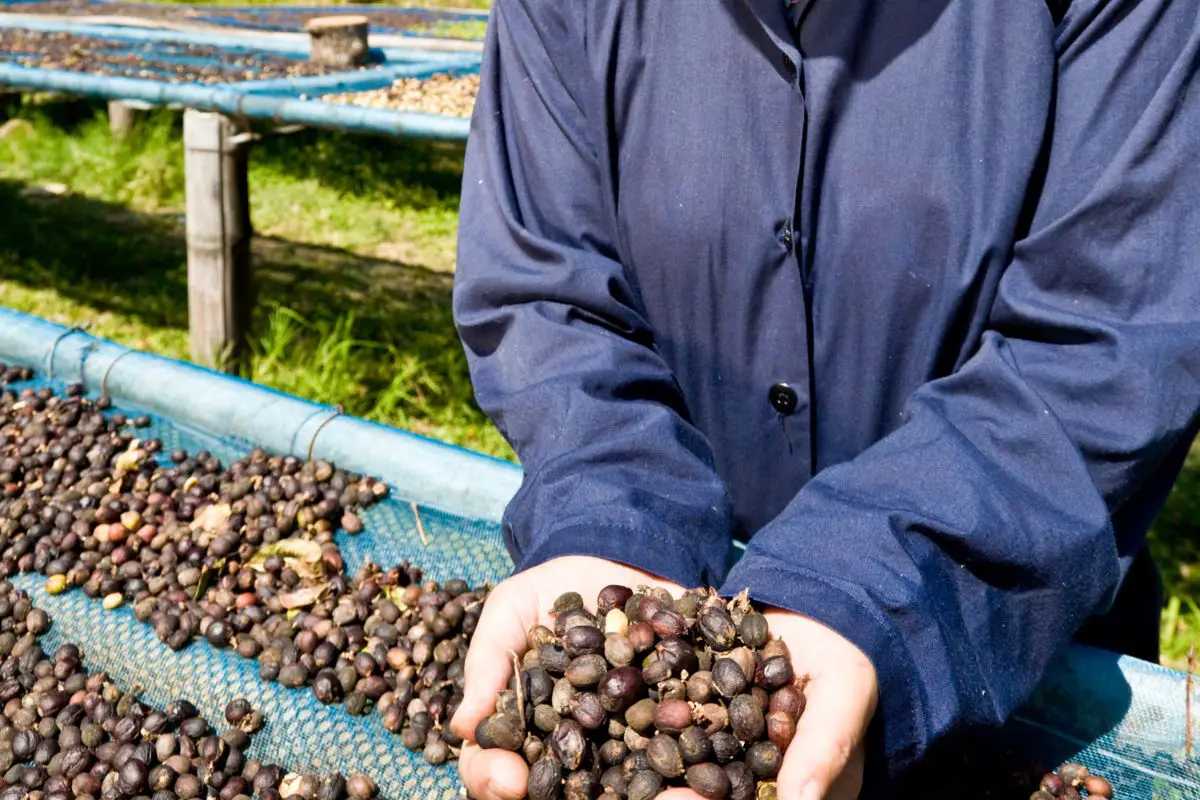 coffee trade in ethiopia