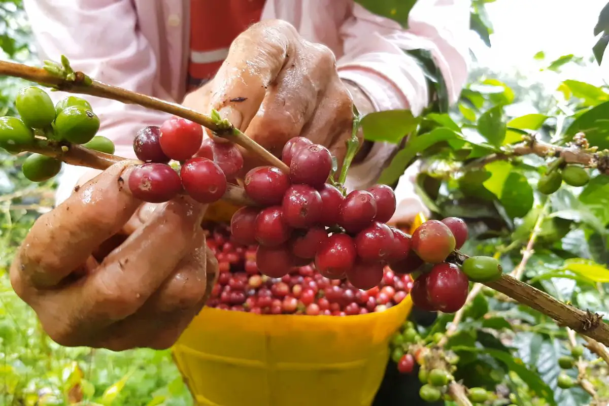 coffee yield