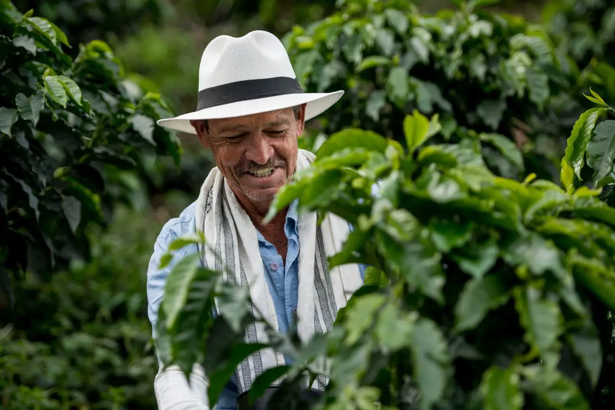 colombian coffee