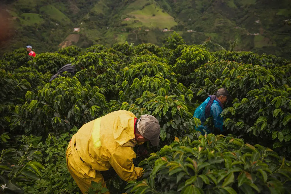 colonial coffee plantations