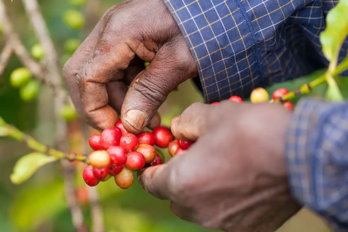 ethiopia trade coffee