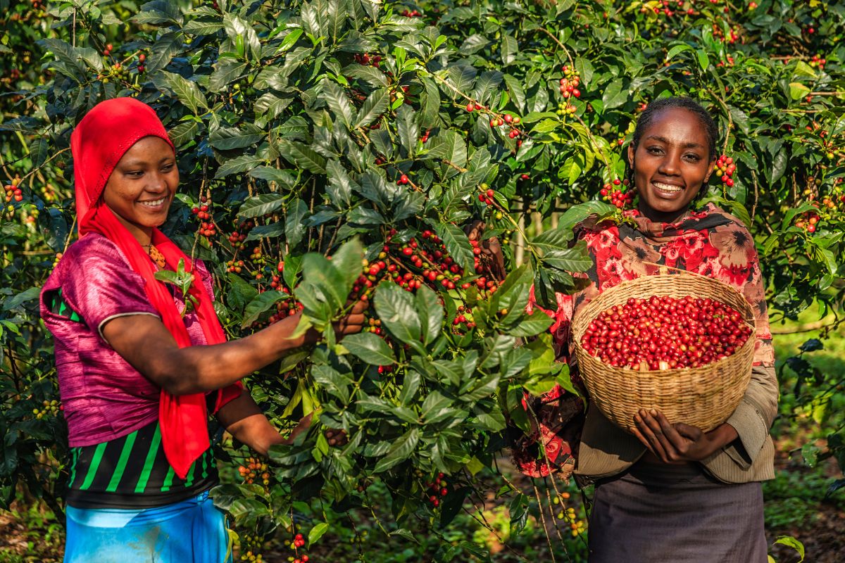 ethiopian women coffee