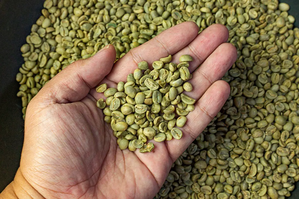 green coffee beans