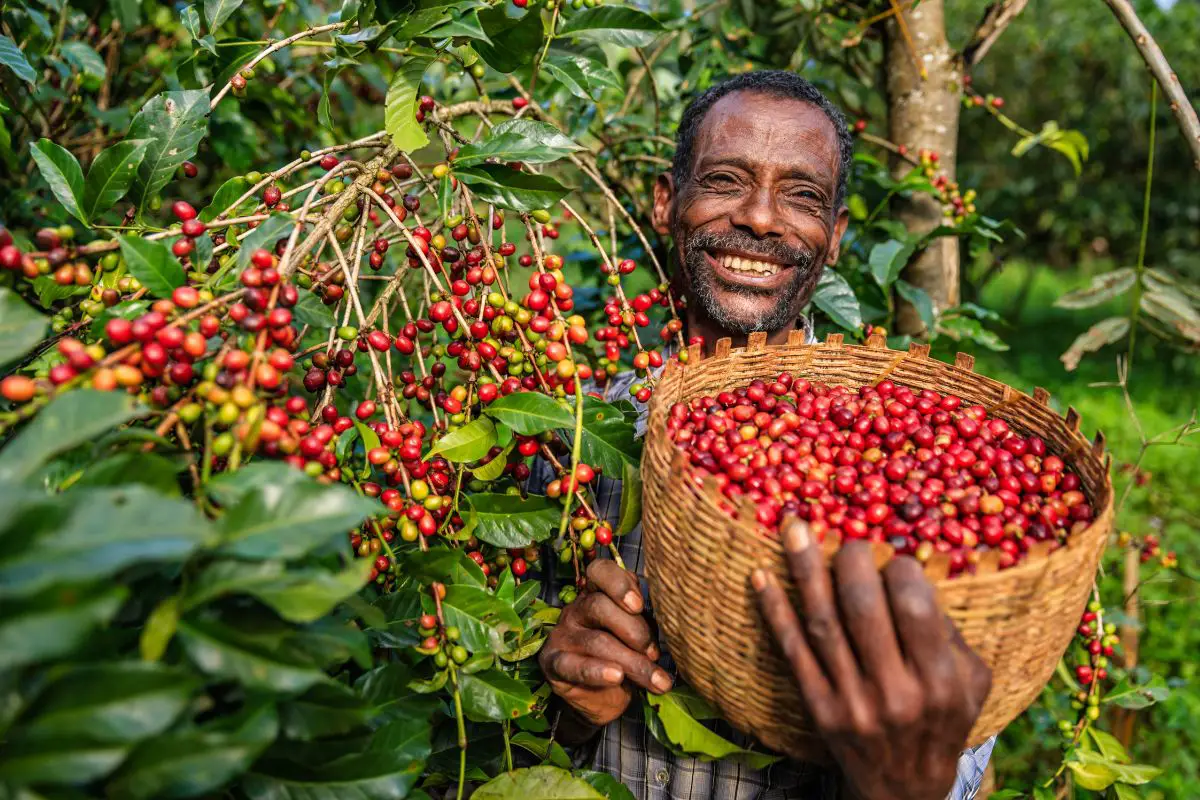 kaffa coffee region ethiopia 