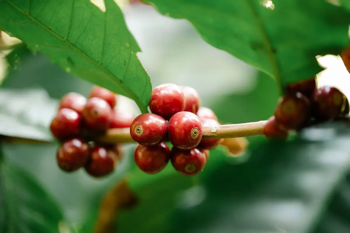 kaldi goat herder coffee plant discovery ethiopia