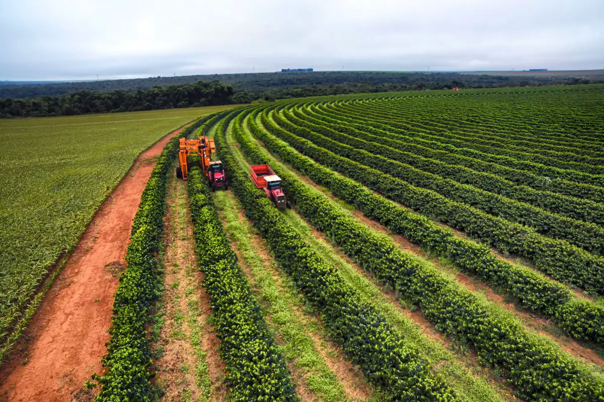 modern coffee harvesting