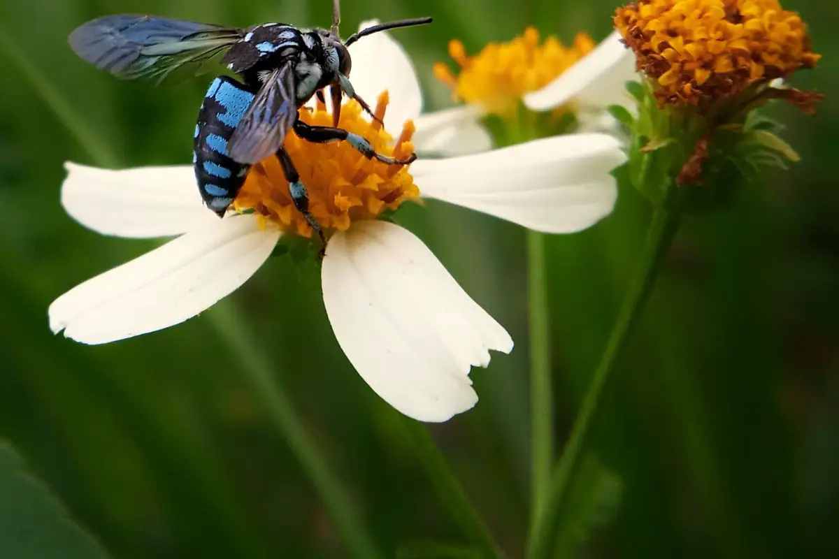 pollinators