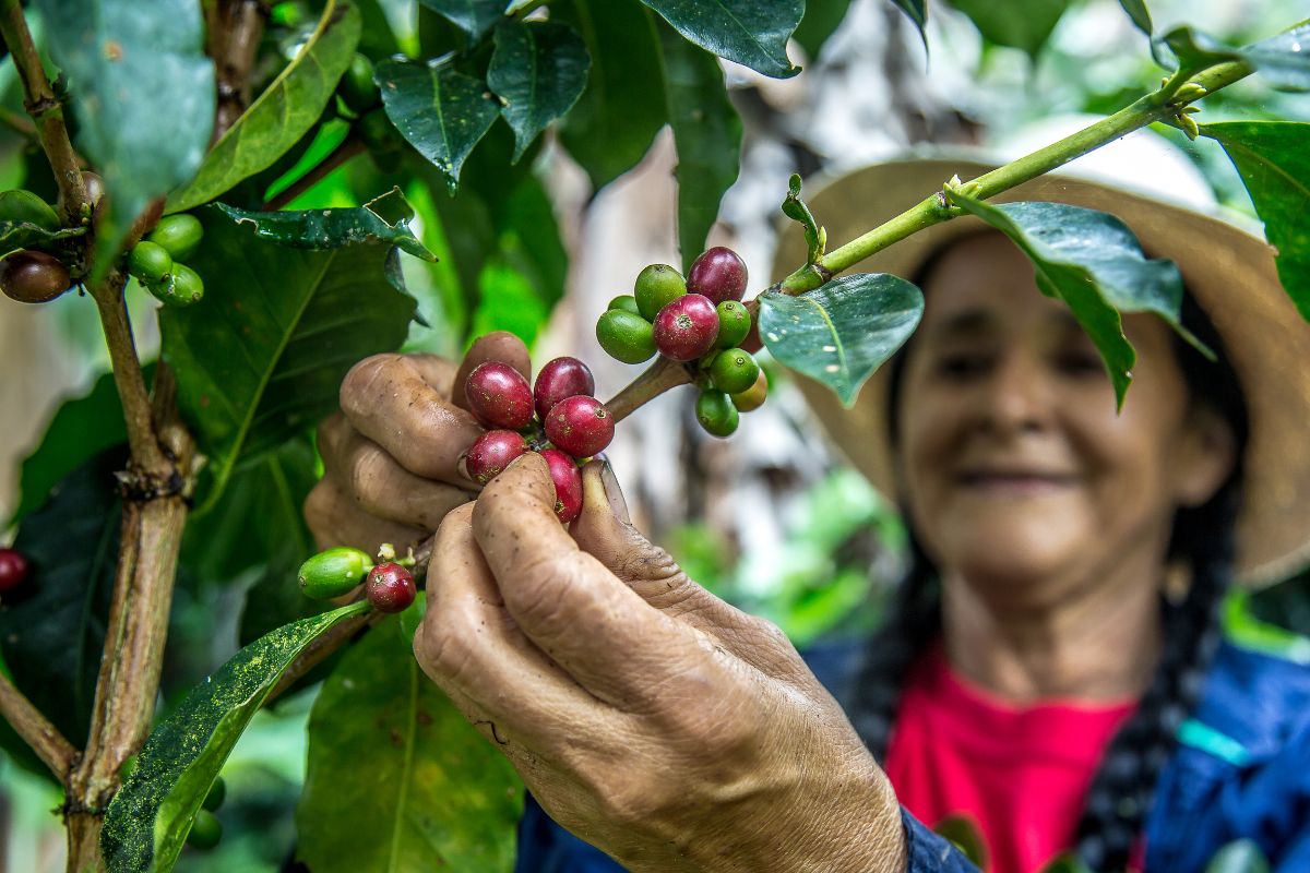 smallholder coffee farmer