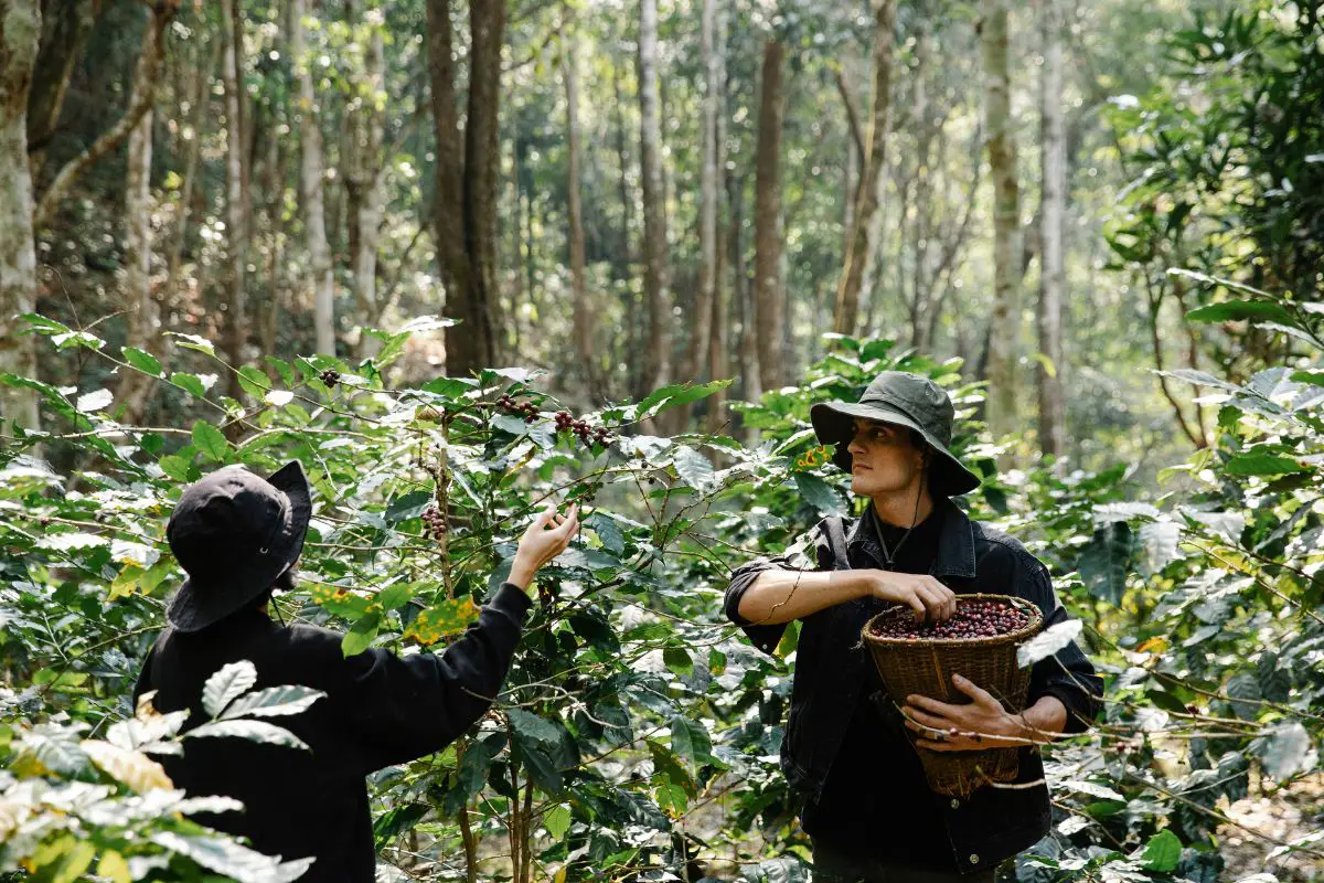 smallholder coffee farmers