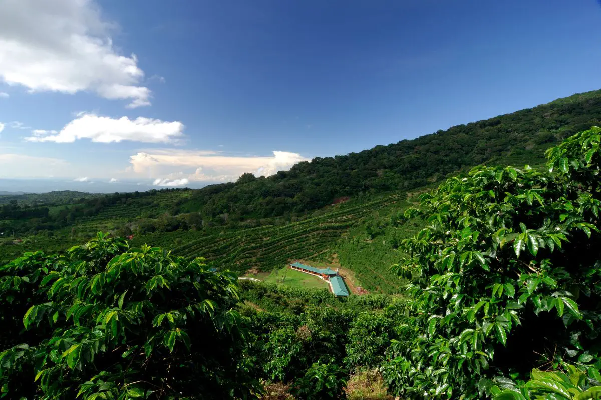 sustainable coffee farm