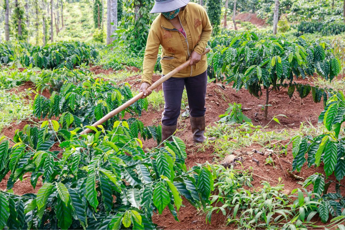 sustainable coffee production