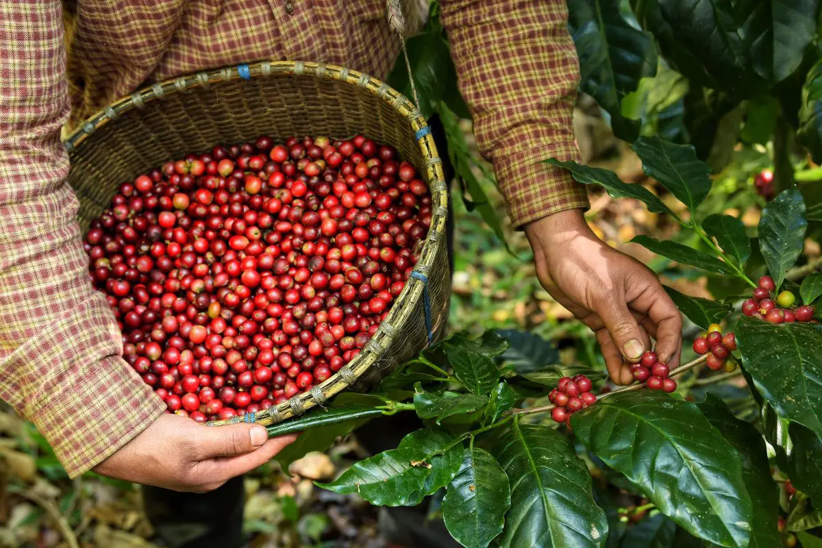 The Traditional Method of Harvesting Coffee Cherries
