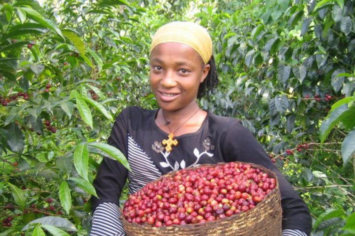 women Ethiopian coffee industry