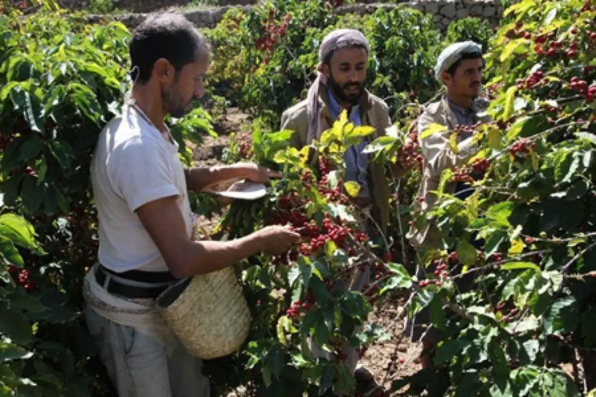 yemen coffee 