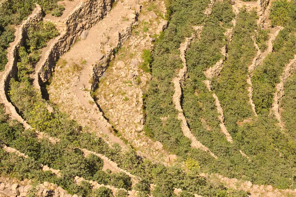 yemen coffee field