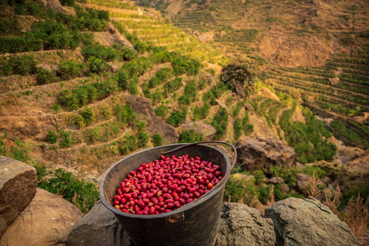 yemen coffee plantation