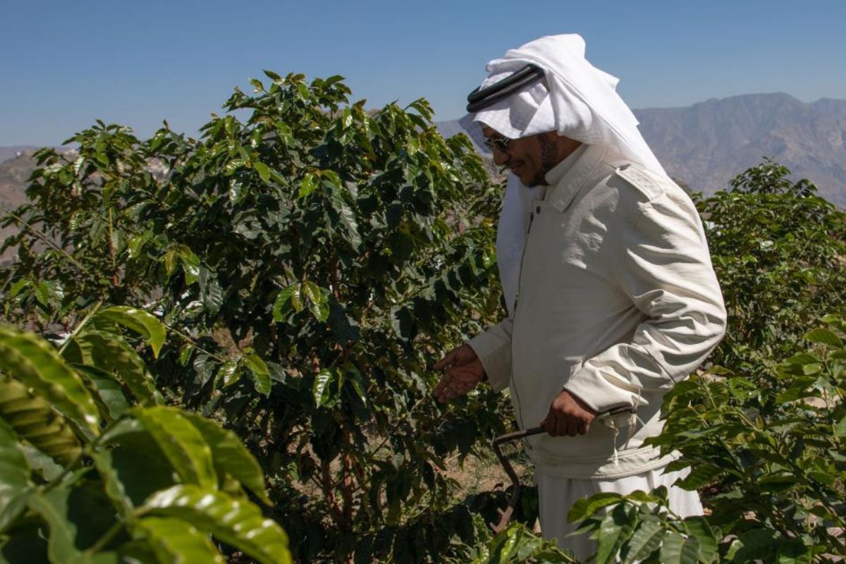 Arabian Peninsula Coffee Farmers Challenges