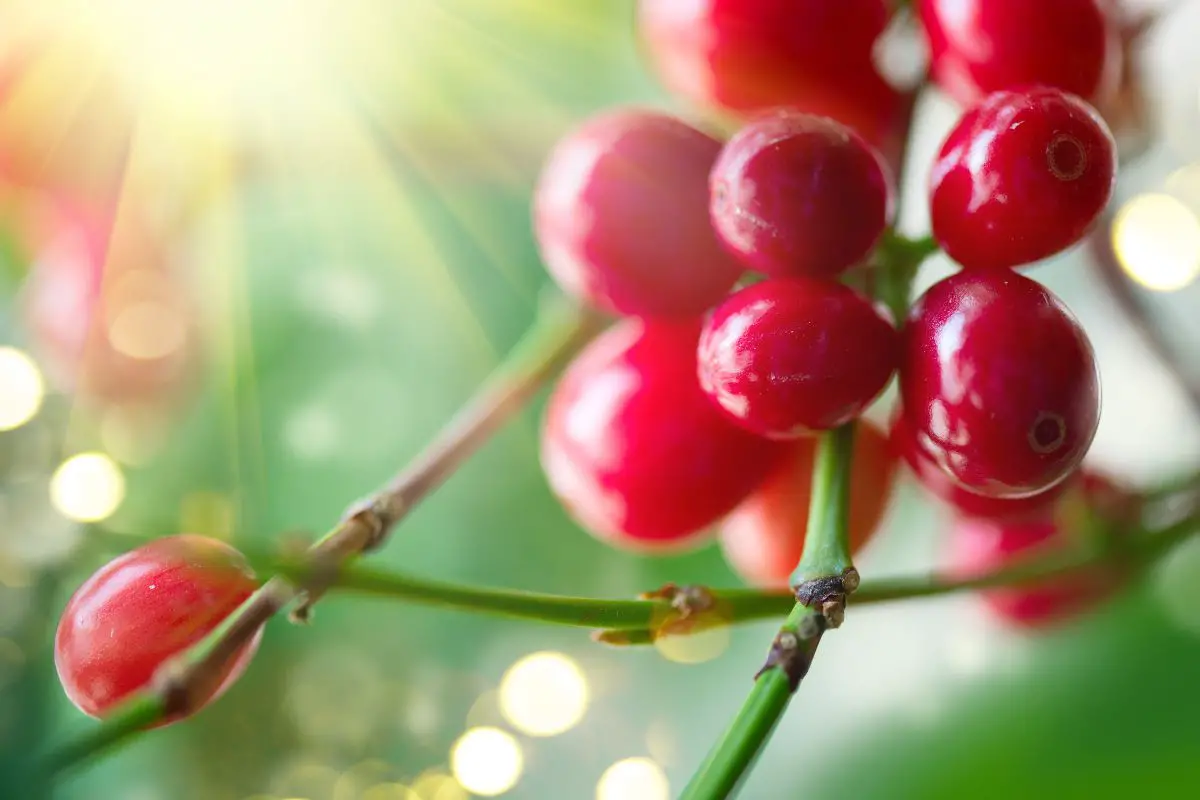 Arabian coffee varieties