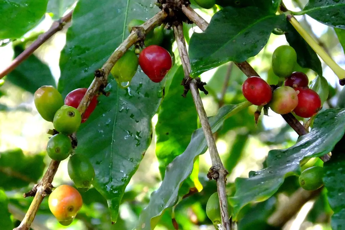 Coffea Arabica