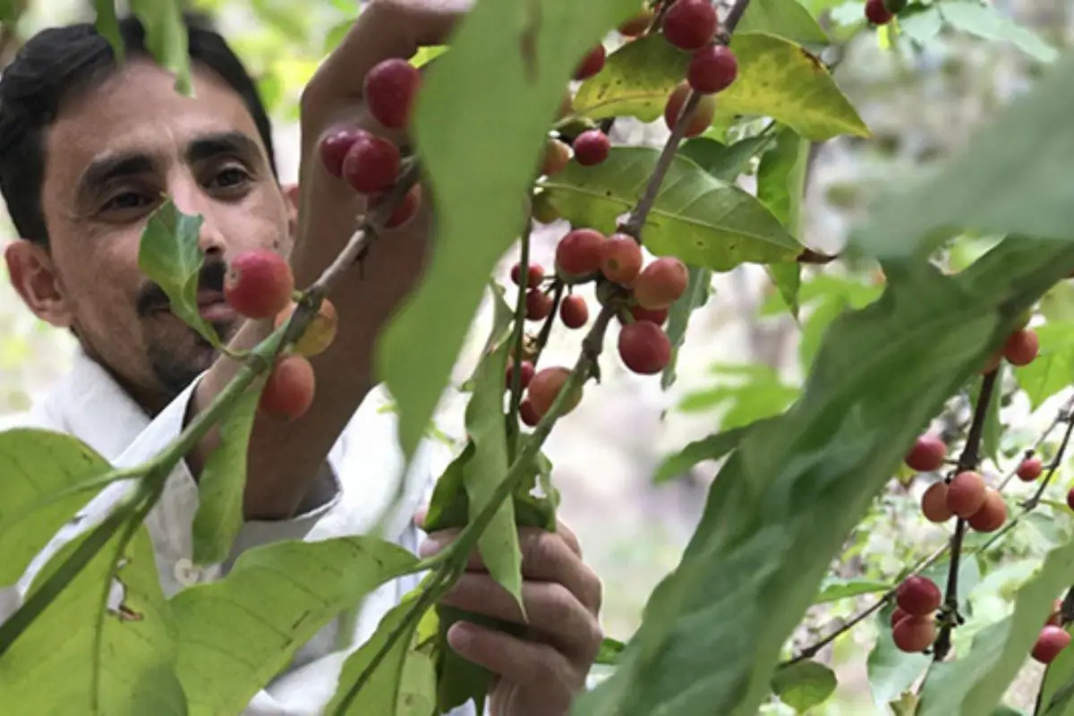 Coffee Arabian Peninsula Economy