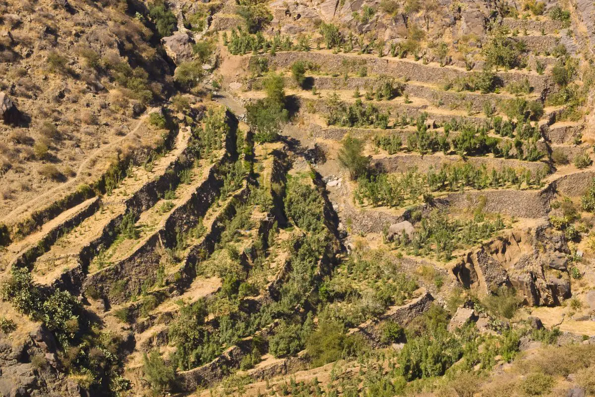 Coffee Cultivation Arabian Peninsula