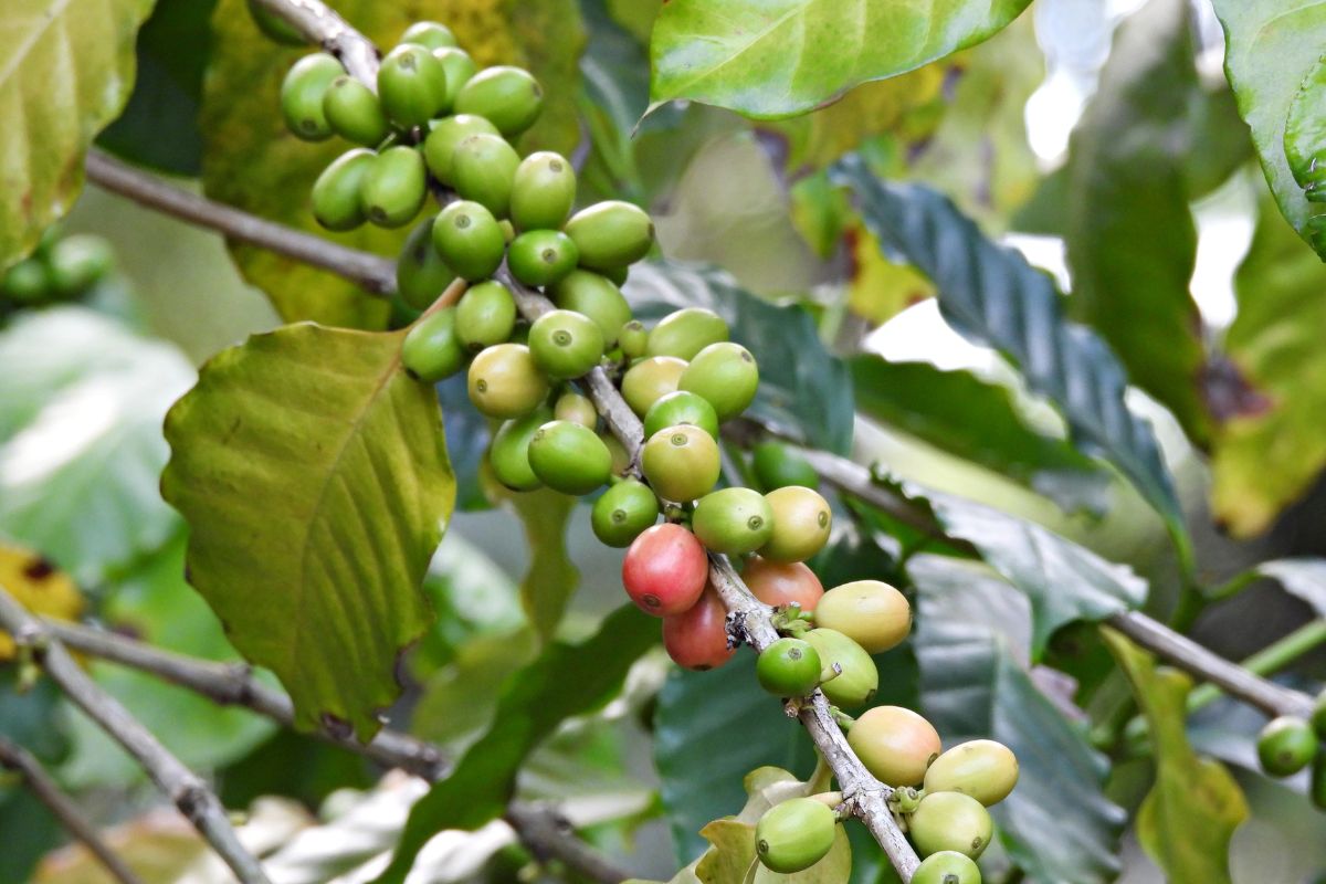 Coffee Cultivation Arabian Peninsula