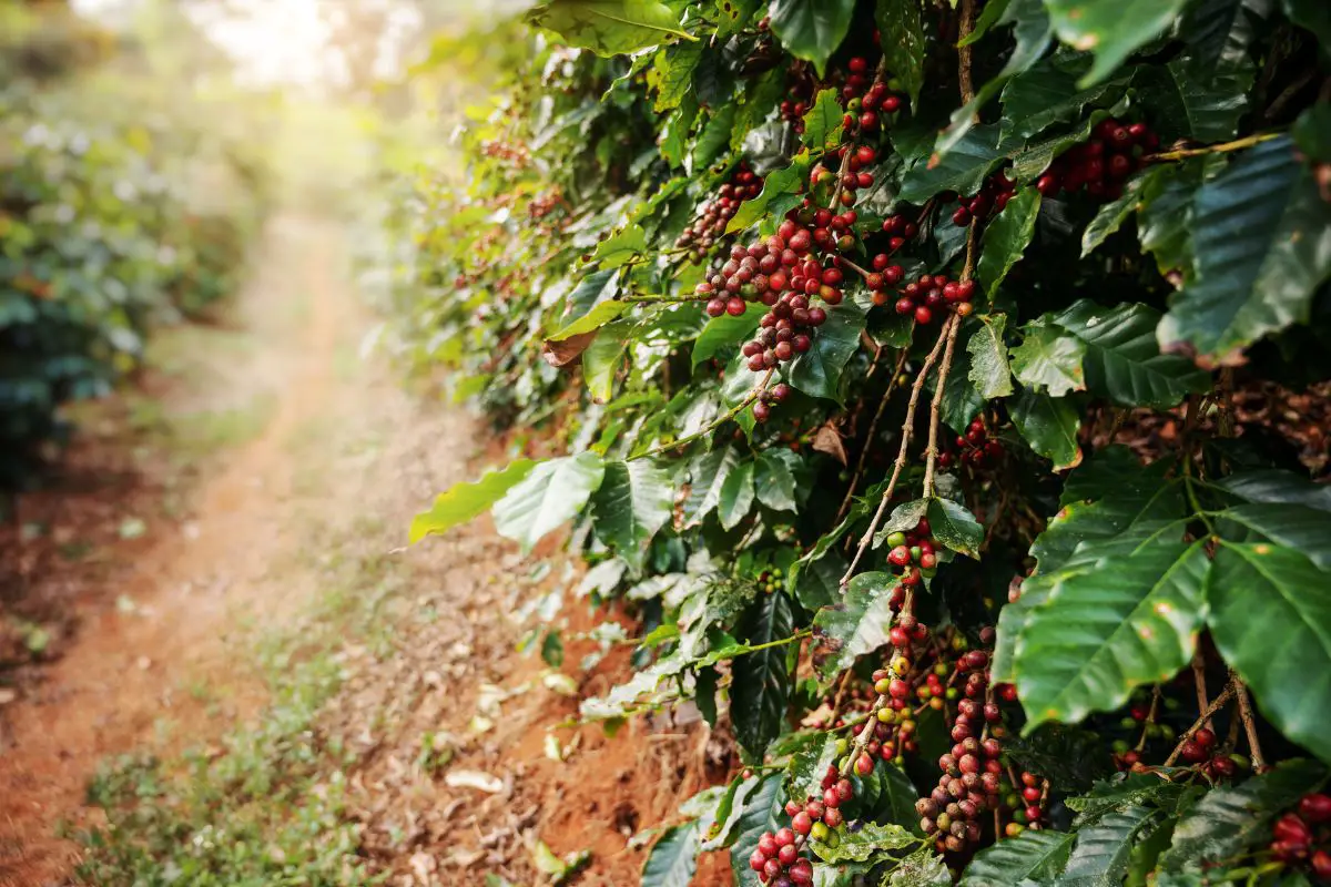 Coffee Cultivation