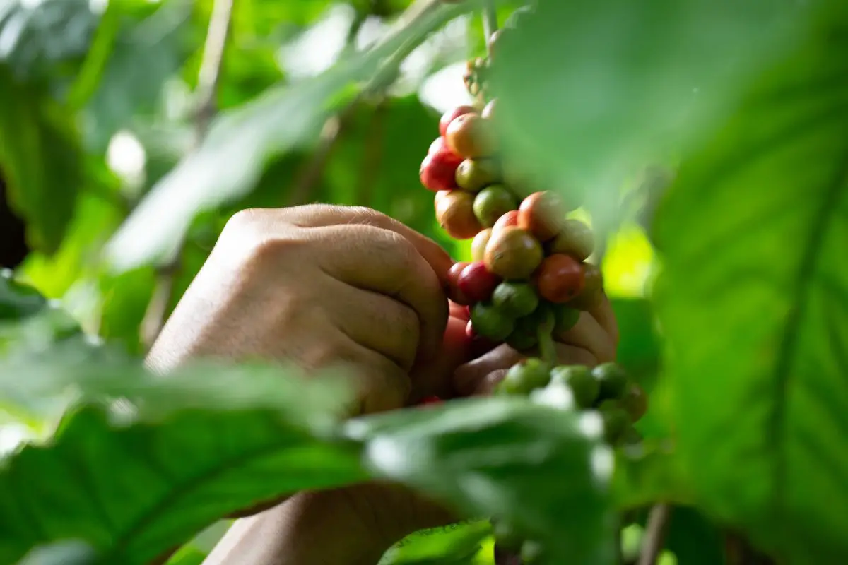 Coffee Middle Eastern Labor Practices