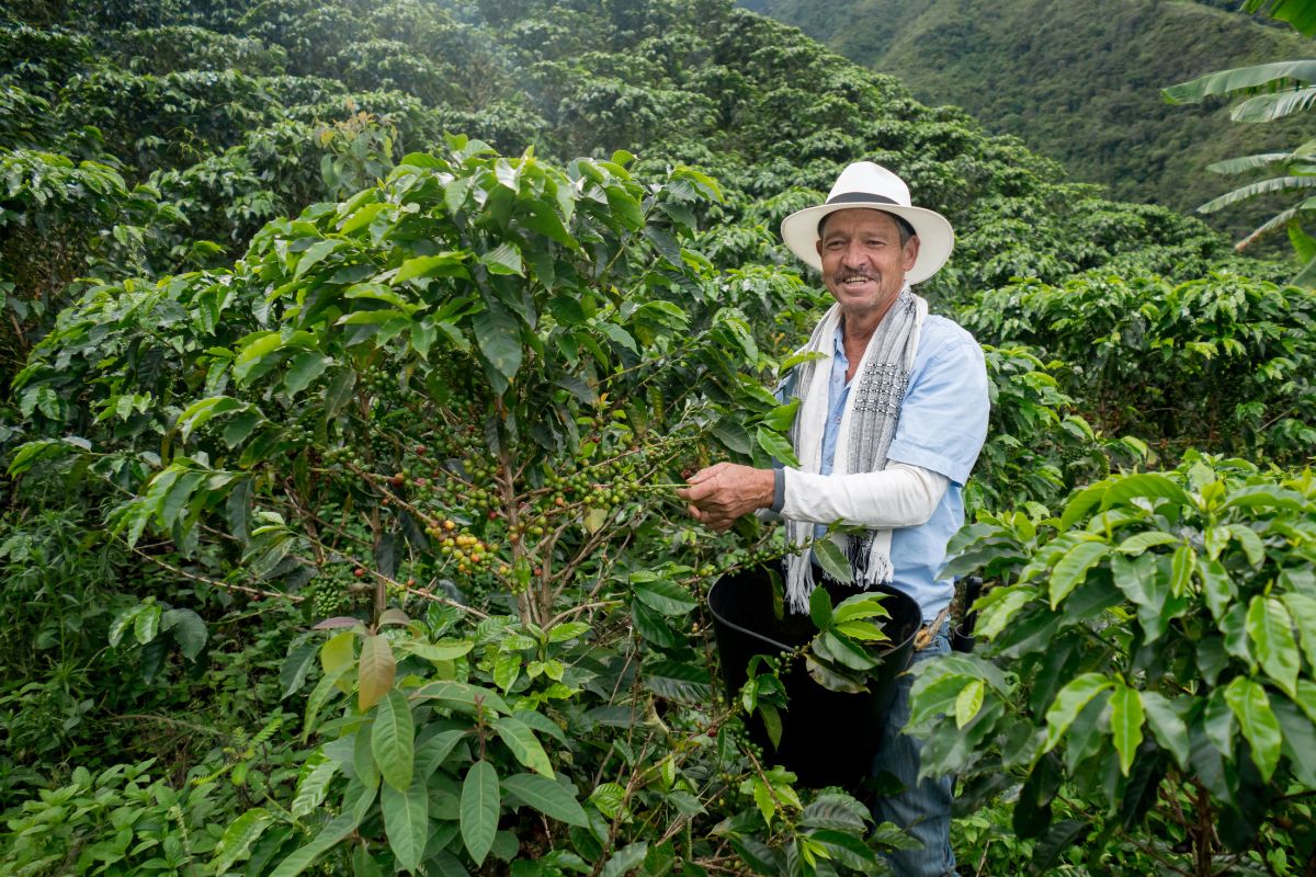 Colombian Coffee harvesting