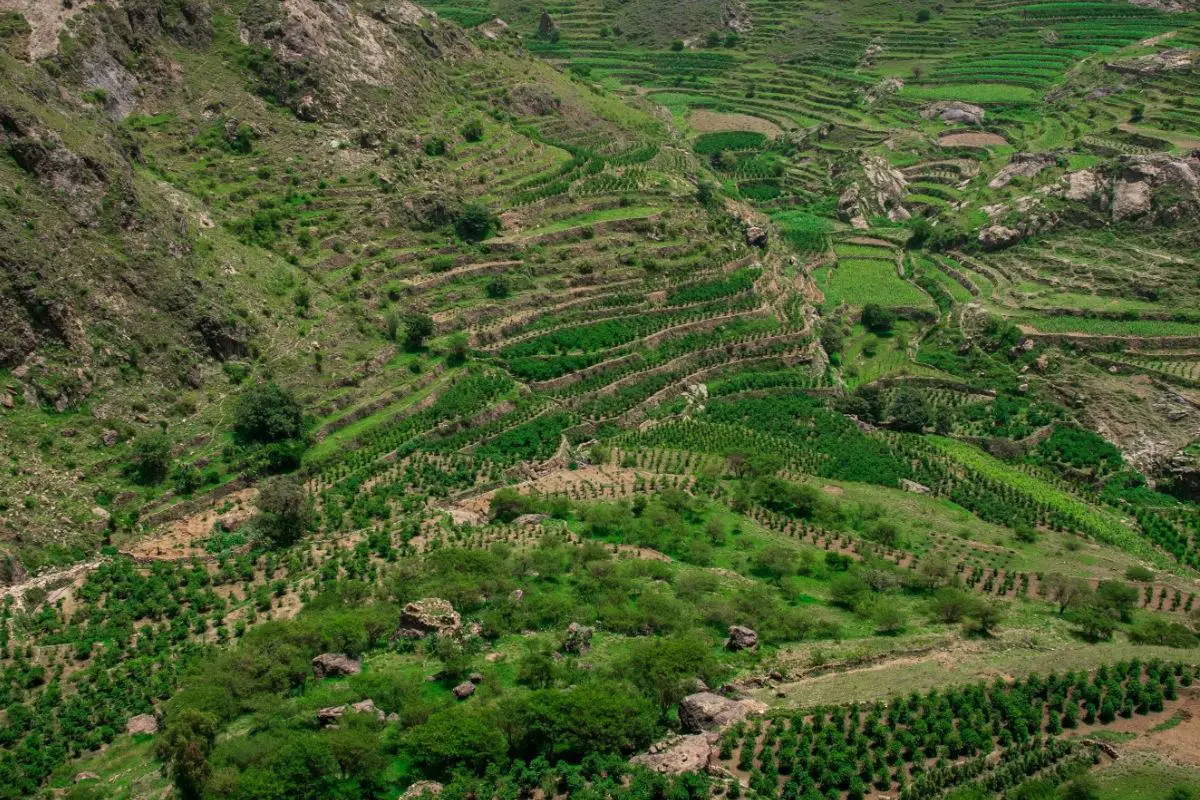 Cultivation of Yemeni Coffee