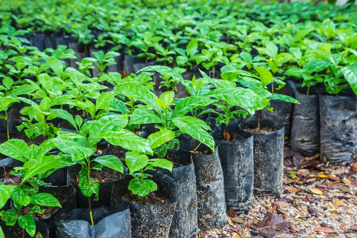 Modern Technology Coffee Cultivation