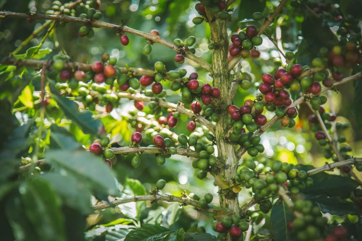 Sustainable coffee farming practices