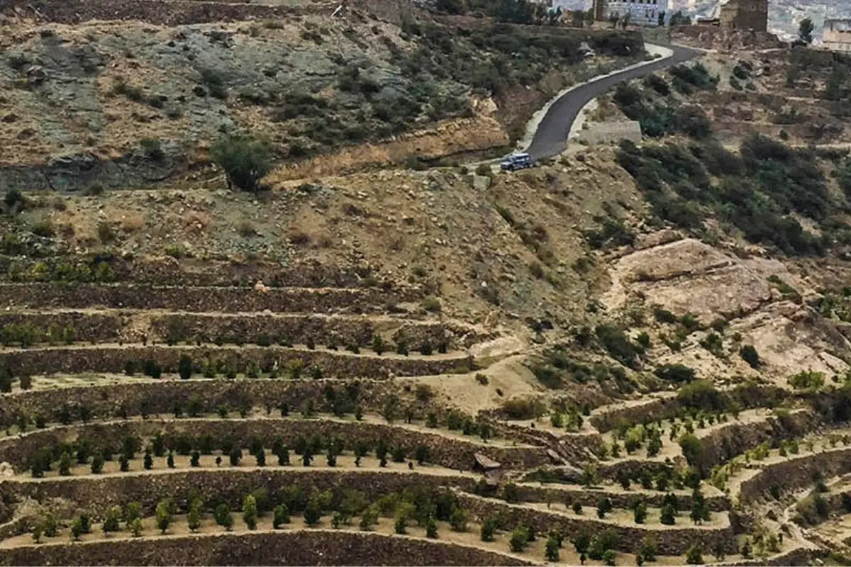 Yemeni Coffee Industry  decline