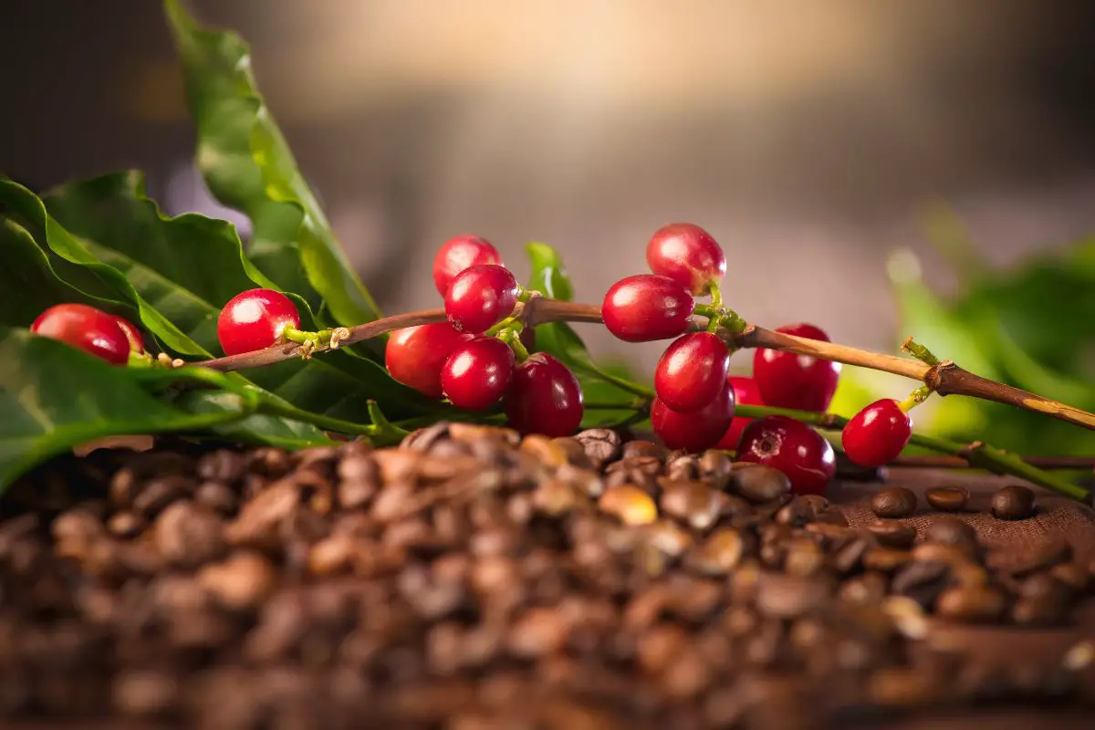 Yemeni Coffee Industry