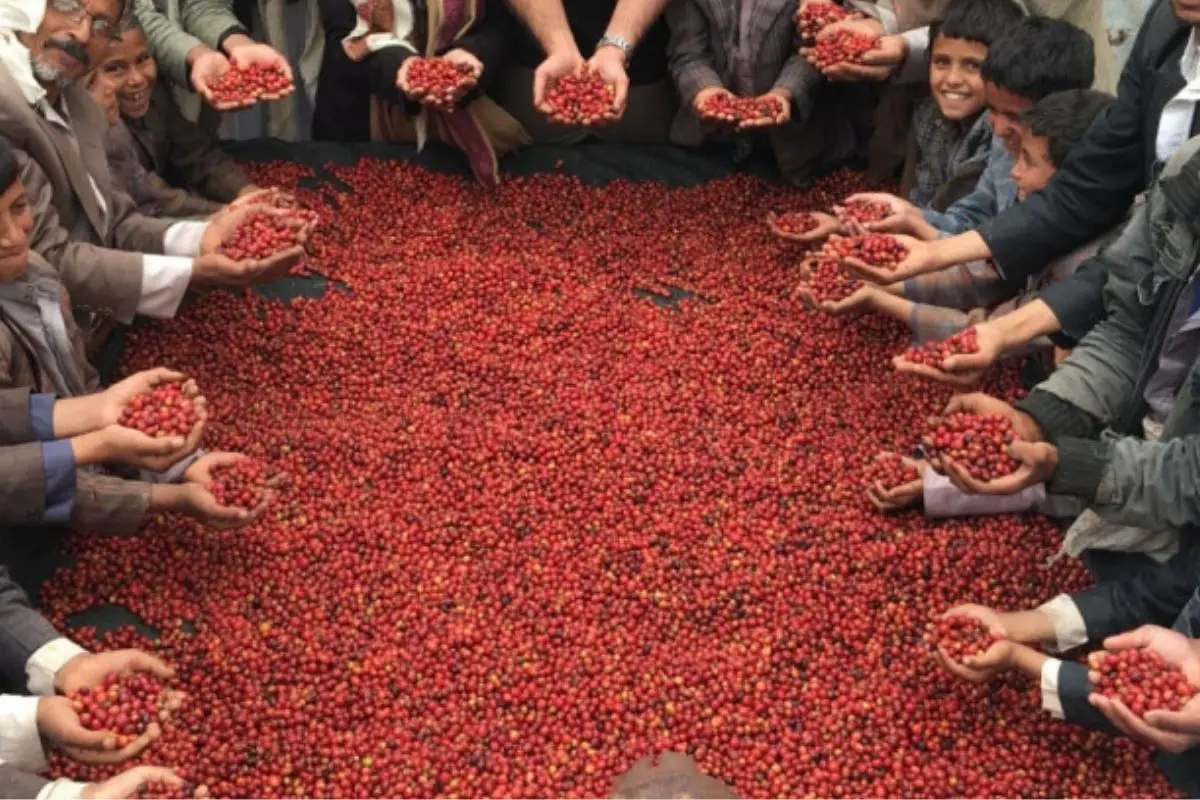 Yemeni coffee production