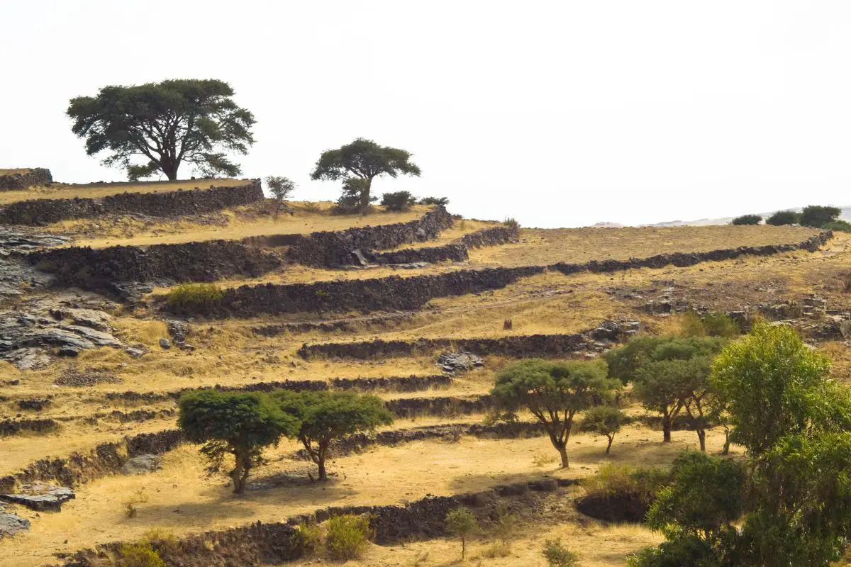 Yemen's coffee industry