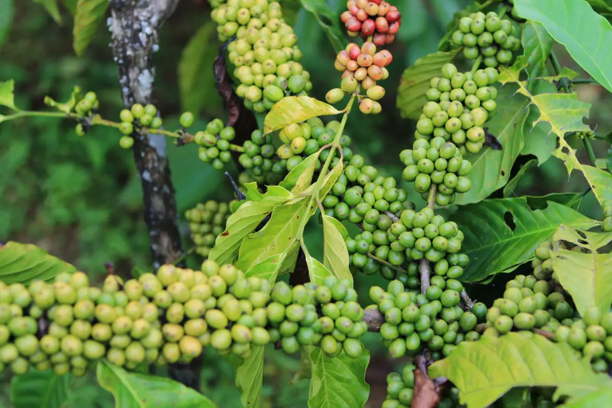 indonesia coffee farm