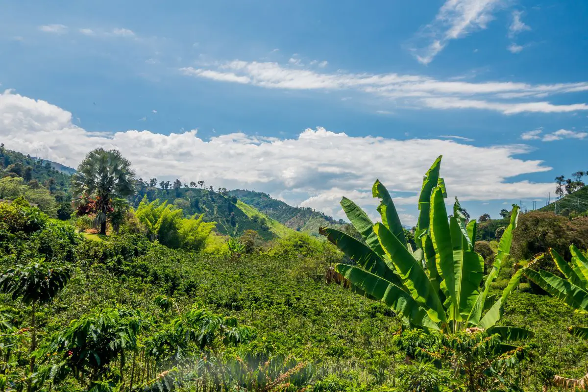 sustainable coffee practices