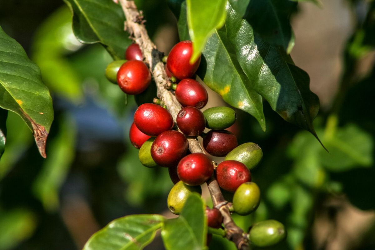 Coffee Plant Yield First Crop