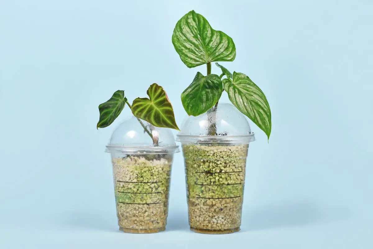 repurpose old coffee cups