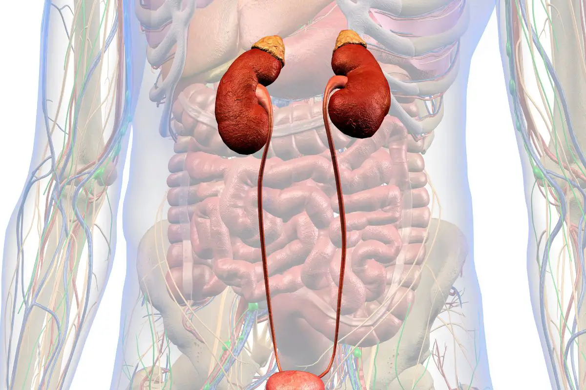 Coffee Harmful For Bladder